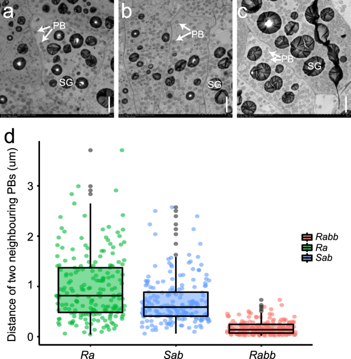 High Frequency Dna Rearrangement At Qg27 Creates A Novel Allele For Quality Protein Maize Breeding Communications Biology High Frequency Dna Rearrangement At Qg27 Creates A Novel Allele For Quality Protein Maize Breeding Communications Biology