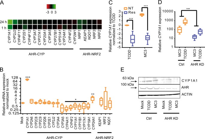Fig. 1: NHC gold complexes are potent AHR ligands.