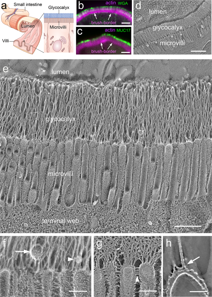 Nanoarchitecture and dynamics of the mouse enteric glycocalyx examined by  freeze-etching electron tomography and intravital microscopy |  Communications Biology