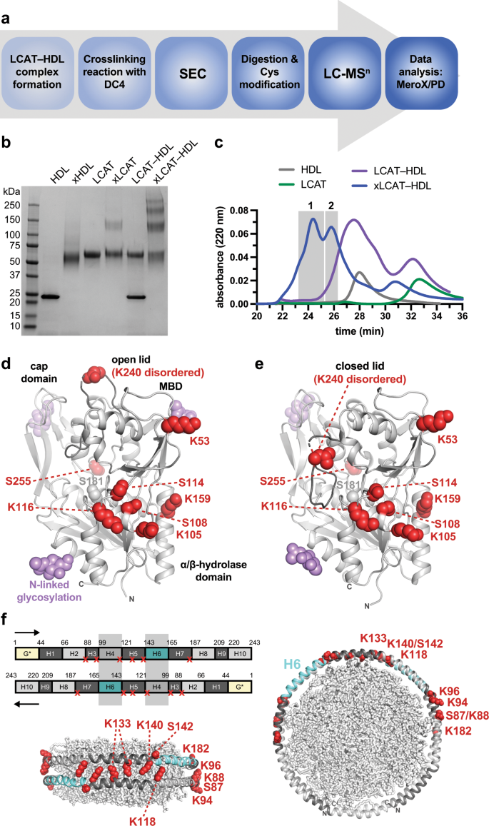 Structural Analysis Of Lecithin Cholesterol Acyltransferase Bound To High Density Lipoprotein Particles Communications Biology
