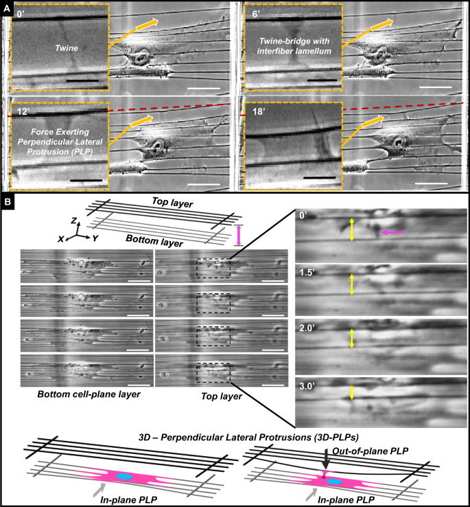 Force Exerting Perpendicular Lateral Protrusions In Fibroblastic Cell Contraction Communications Biology