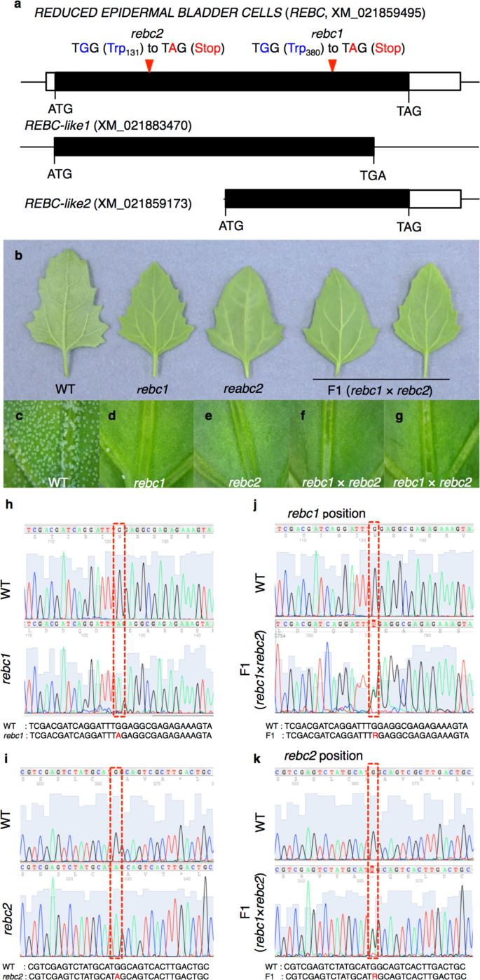 A Novel Wd40 Repeat Protein Involved In Formation Of Epidermal Bladder Cells In The Halophyte Quinoa Communications Biology A Novel Wd40 Repeat Protein Involved In Formation Of Epidermal Bladder Cells In The Halophyte Quinoa Communications Biology