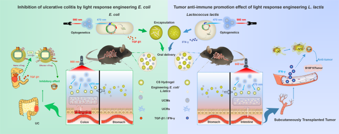 Fig. 1: Schematic diagram of the upconversion optogenetic micro-nanosystem.