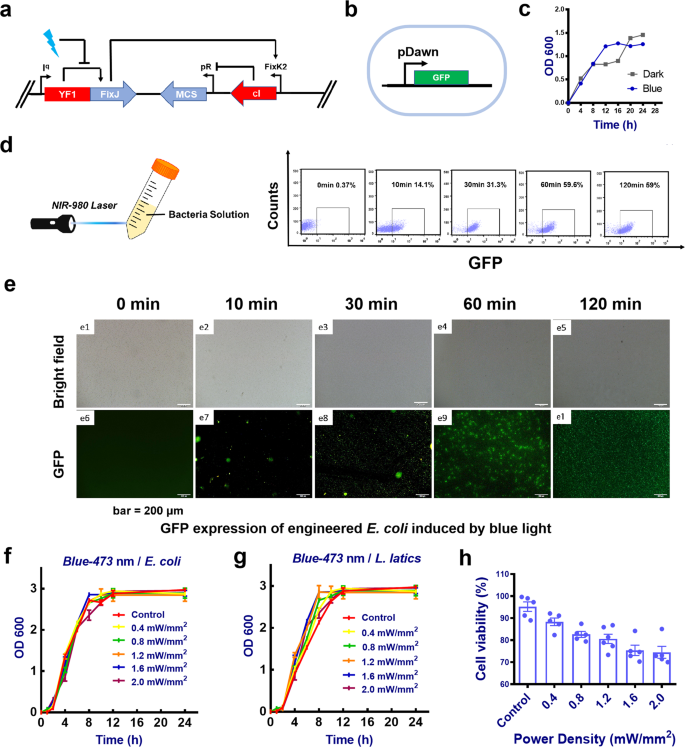 Fig. 2: Modification of secretory light-responsive engineered bacteria.