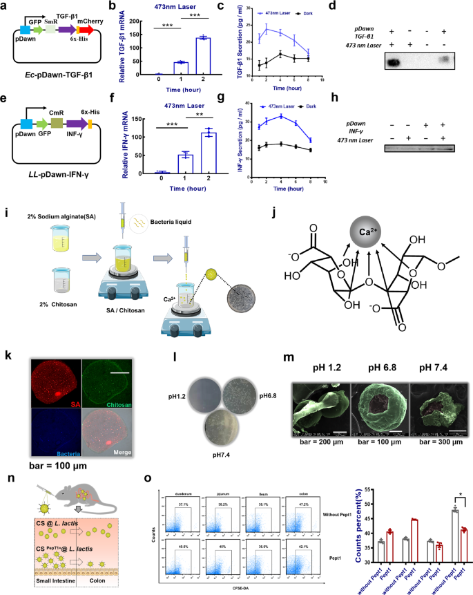 Fig. 3: Delivery of Chitosan-Sodium alginate cross-linked hydrogel loading engineered strains.