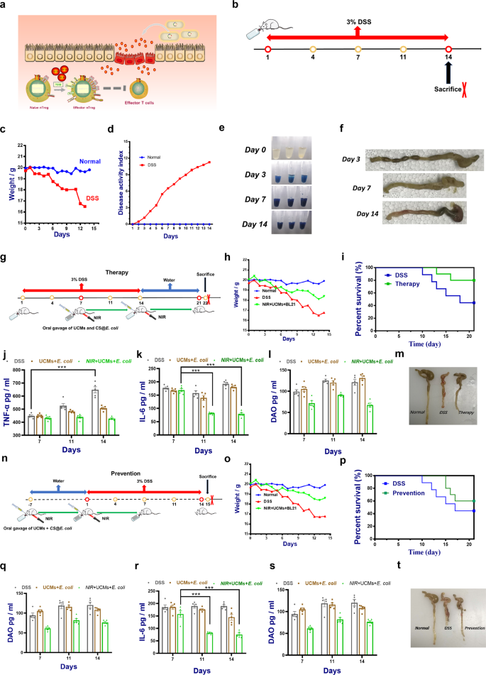 Fig. 5: Efficacy of TGF-β1 secreted by light-responsive engineered E. coli on ulcerative colitis.