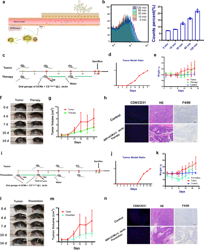 Fig. 6: Inhibitory effect of IFN-γ secreted by light-responsive engineered lactic acid bacteria on distal subcutaneously transplanted malignant tumors.