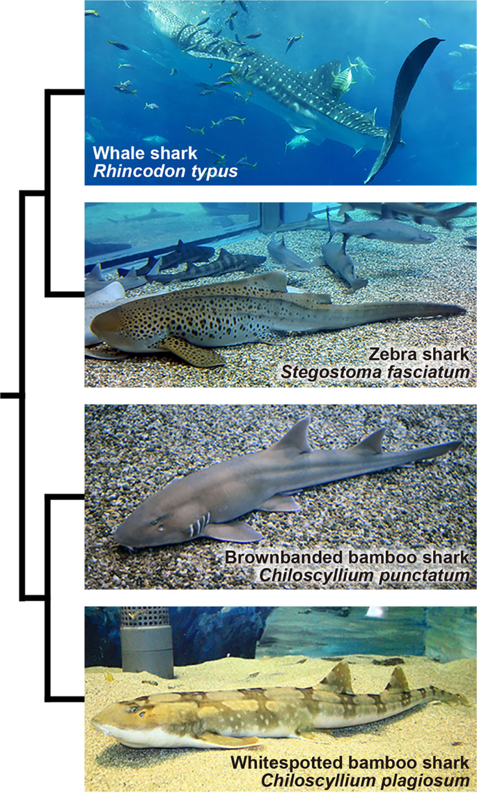 Cell culture-based karyotyping of orectolobiform sharks for  chromosome-scale genome analysis | Communications Biology