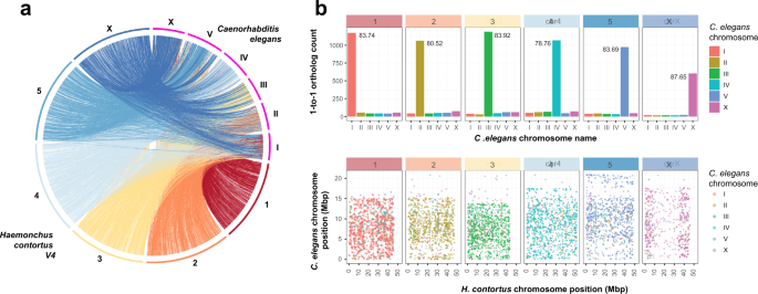 Fig. 1: Chromosomal synteny between Haemonchus contortus and Caenorhabditis elegans.