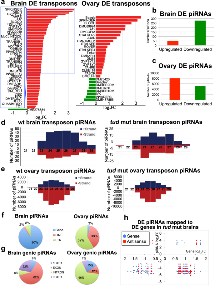 Fig. 2: Transposable elements, non-transposon genes, and piRNAs are affected in tud mutant brains.