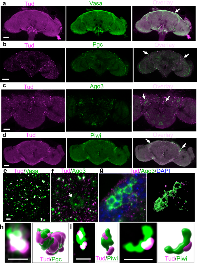 Fig. 3: Vasa, Polar granule component, Ago3, and Piwi colocalize with Tudor in glial granules.