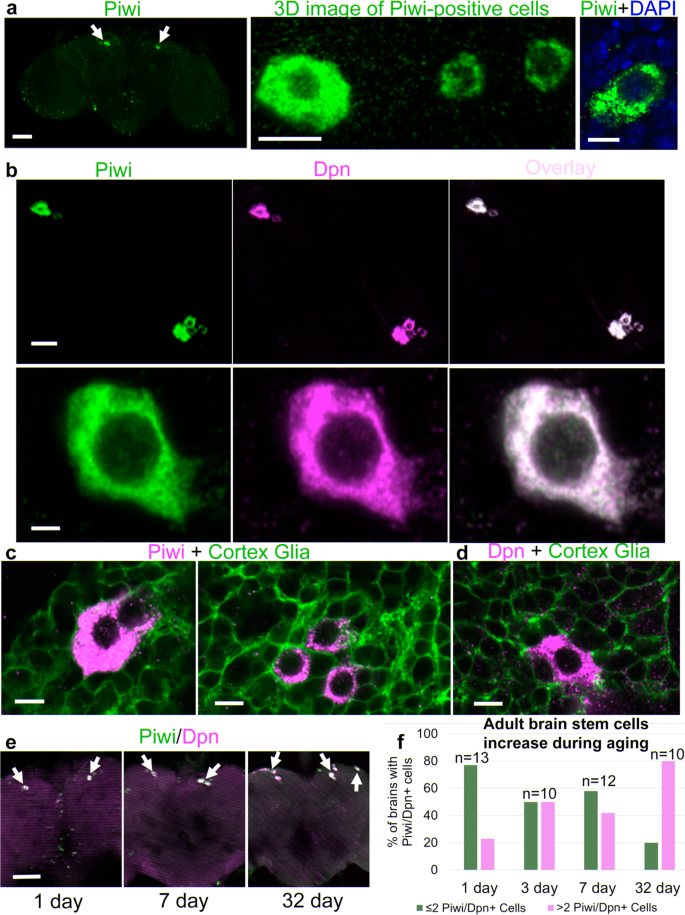 Fig. 4: Population of Piwi/Dpn-expressing cells in the cortex glia of the adult brain expands during aging.
