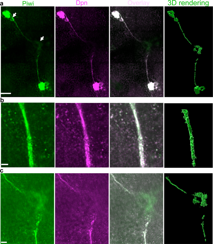 Fig. 5: Piwi/Deadpan-expressing cells form long extensions in adult brains.