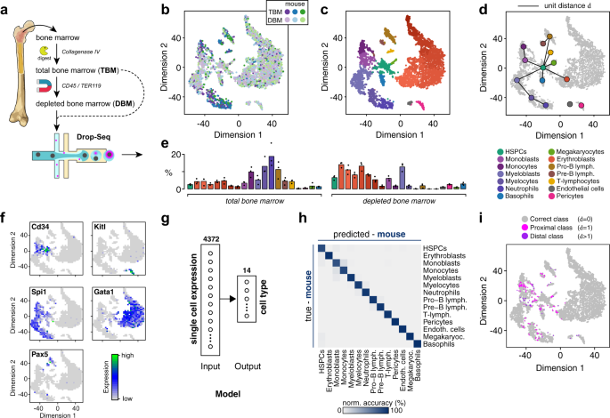Fig. 1: Dissecting the cellular heterogeneity of the mouse bone marrow.