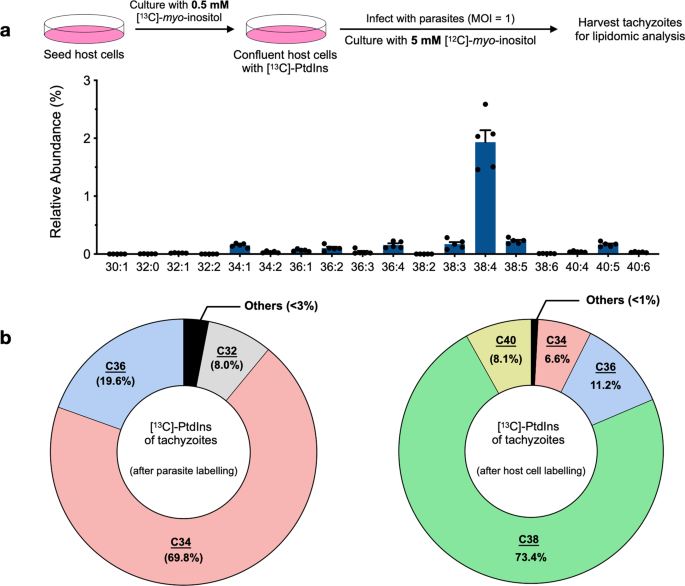 Fájl:Toxoplasma gondii Life cycle PHIL melybelsoatalakulas.hu – Wikipédia