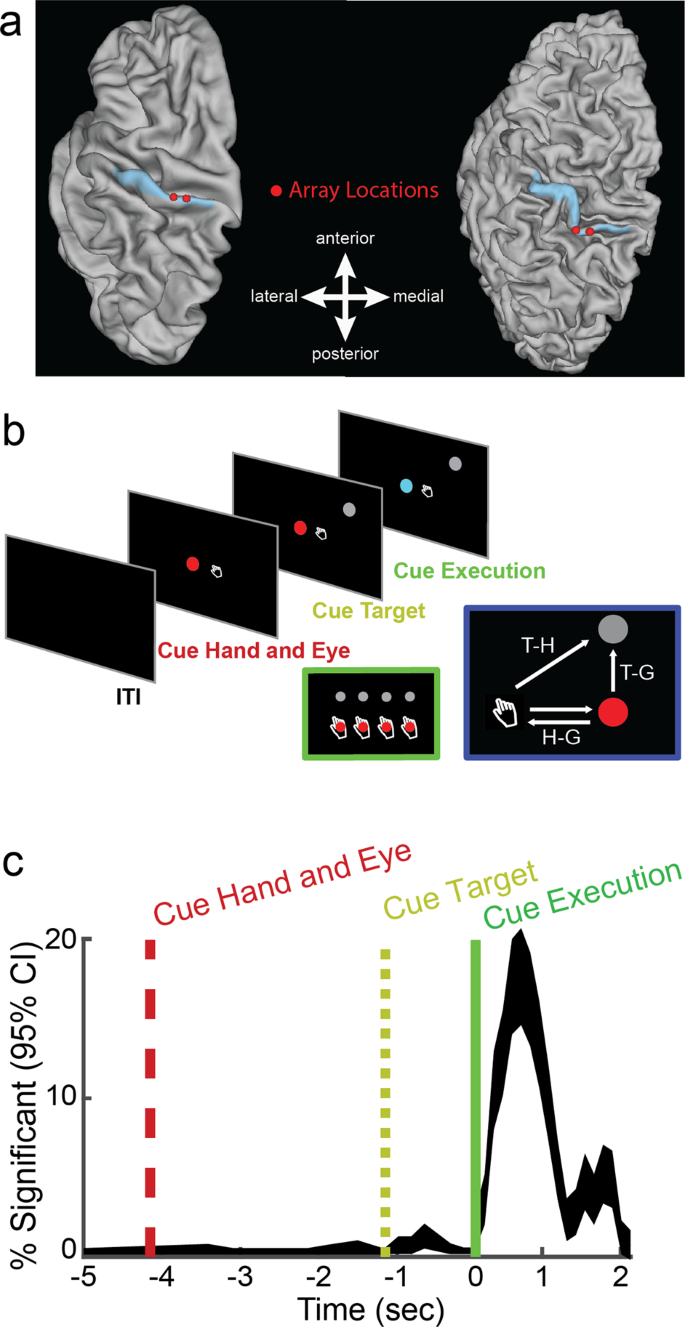 The Human Primary Somatosensory Cortex Encodes Imagined Movement In The Absence Of Sensory Information Communications Biology The Human Primary Somatosensory Cortex Encodes Imagined Movement In The Absence Of Sensory Information Communications Biology