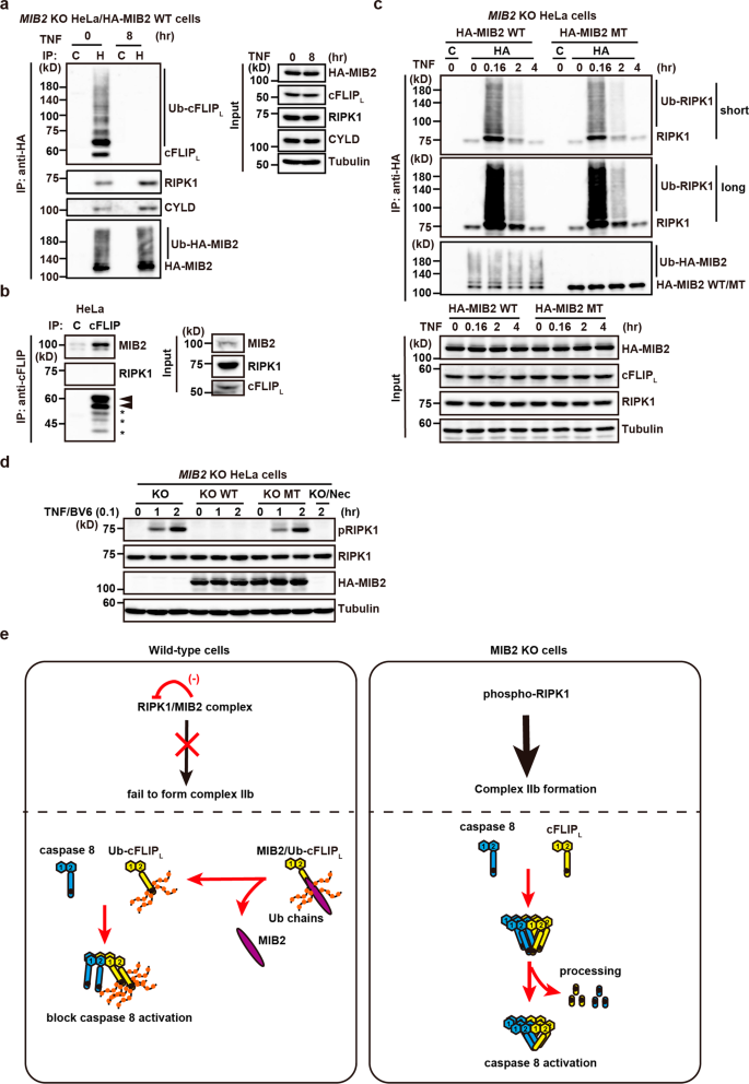 Fig. 10: Ubiquitin ligase activity of MIB2 is dispensable for RIPK1 ubiquitylation, but indispensable for suppression of RIPK1 kinase activity.