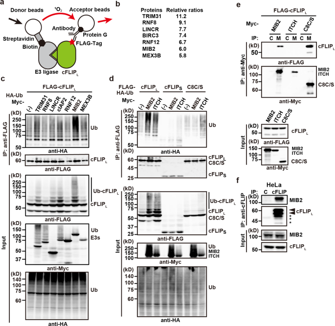 Fig. 1: Identification of MIB2 as a cFLIPL-interacting E3 ubiquitin ligase.