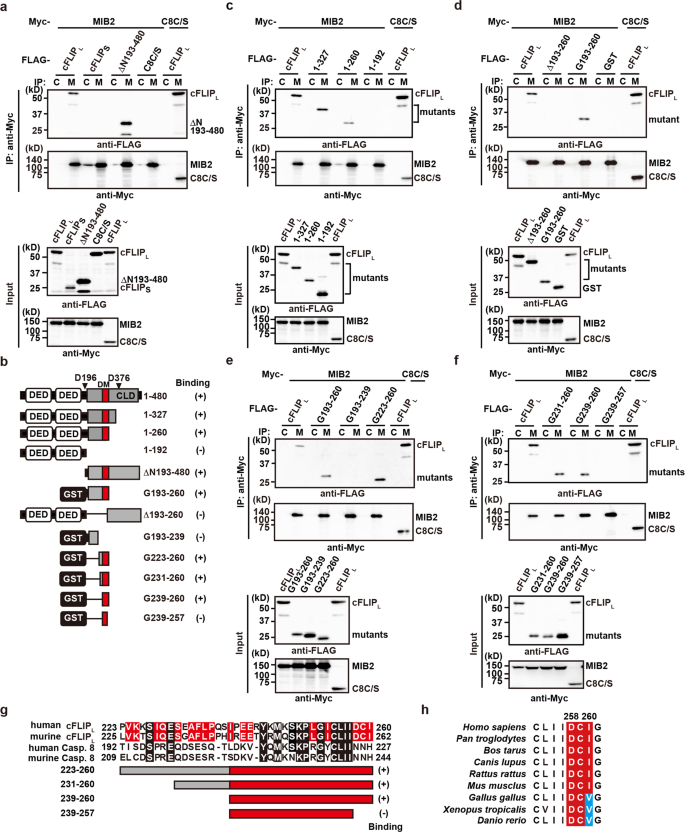 Fig. 2: Delineation of the cFLIPL domain responsible for interaction with MIB2.