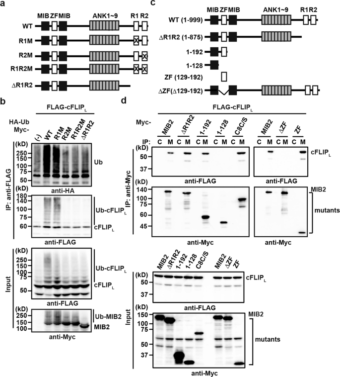 Fig. 3: MIB2 ubiquitylates cFLIPL in a RING domain-dependent manner.