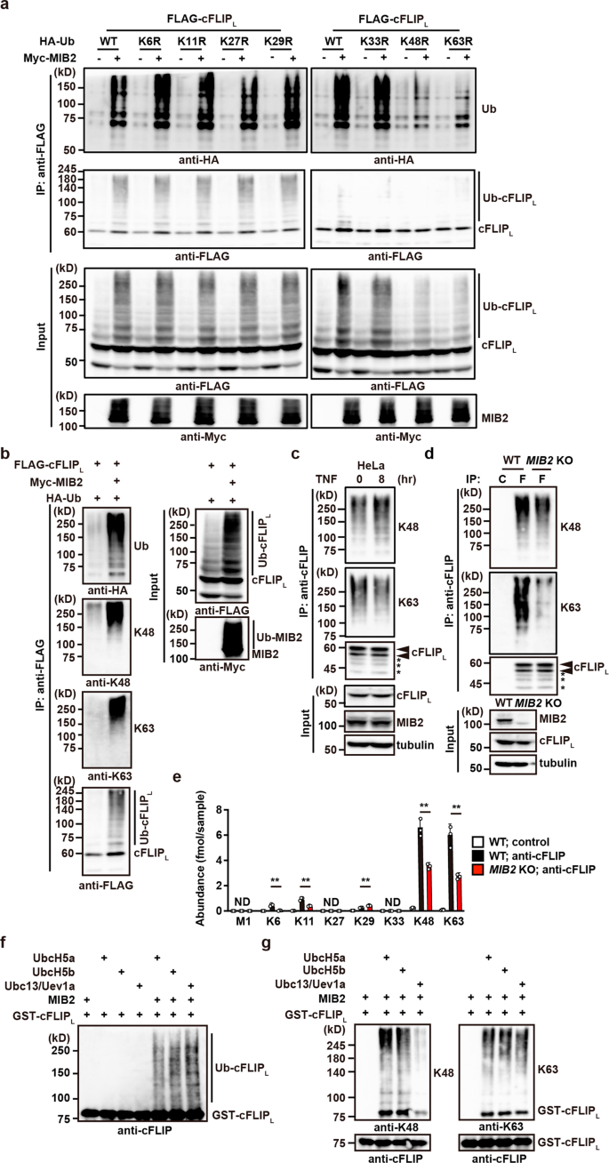 Fig. 4: MIB2 conjugates K48- and K63-linked polyubiquitin chains to cFLIPL.
