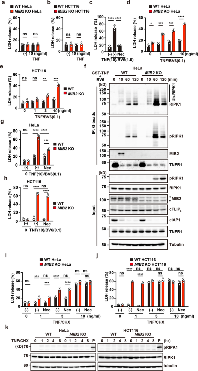 Fig. 6: RIPK1 kinase activity-dependent and -independent apoptosis are enhanced in MIB2 KO cells.