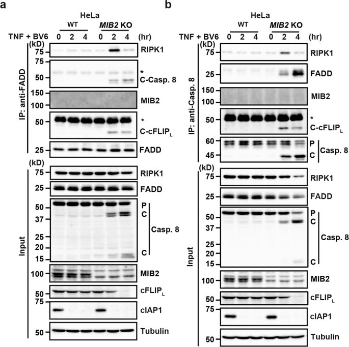 Fig. 7: Complex IIb formation is facilitated in MIB2 KO HeLa cells.