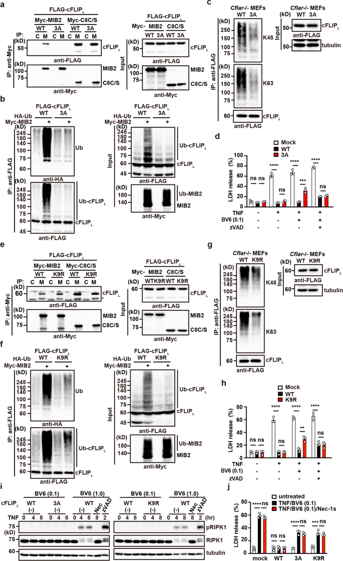 Fig. 9: Ubiquitylation of the caspase-like domain of cFLIPL plays a crucial role in attenuating TNF-induced apoptosis.