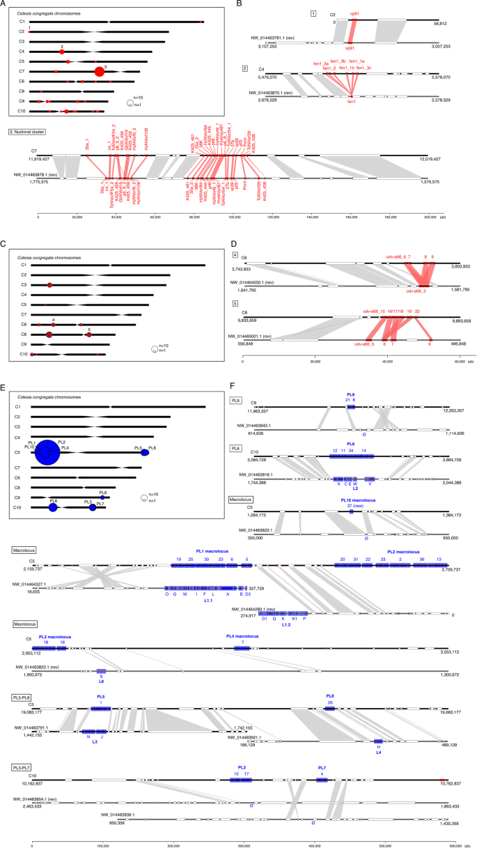 Fig. 3: Synteny of nudiviral genes loci and proviral loci (PL) between C. congregata and M. demolitor.