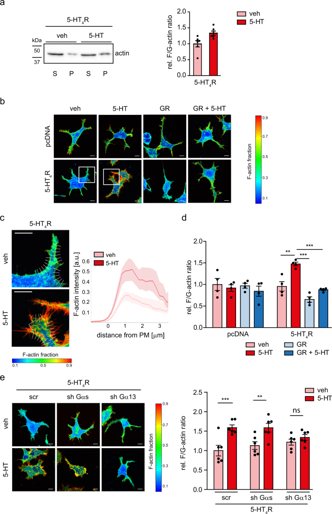 Serotonin 5 Ht 4 Receptor Boosts Functional Maturation Of Dendritic Spines Via Rhoa Dependent Control Of F Actin Communications Biology Serotonin 5 Ht 4 Receptor Boosts Functional Maturation Of Dendritic Spines Via Rhoa Dependent Control Of F Actin Communications Biology