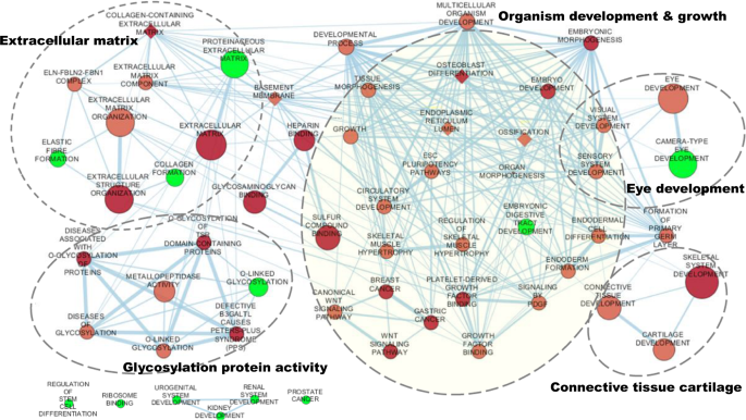 Fig. 5: Gene-set enrichment analysis for corneal curvature in CREAM data.
