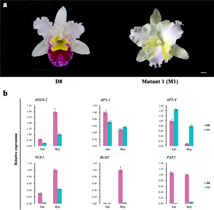 New Insight Into The Molecular Mechanism Of Colour Differentiation