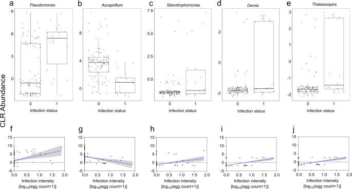 Fig. 3: Different bacteria genera between schistosome-infected children compared to uninfected children.