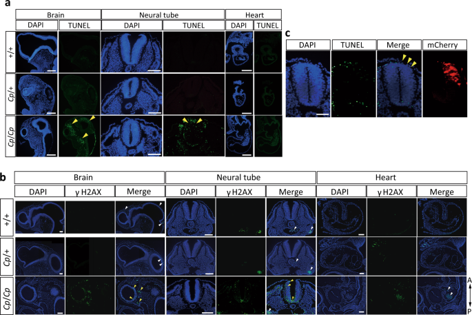 Fig. 5: Detection of DNA double-strand breaks (DSBs) in the E3 embryos from the GSP/Cp strain.