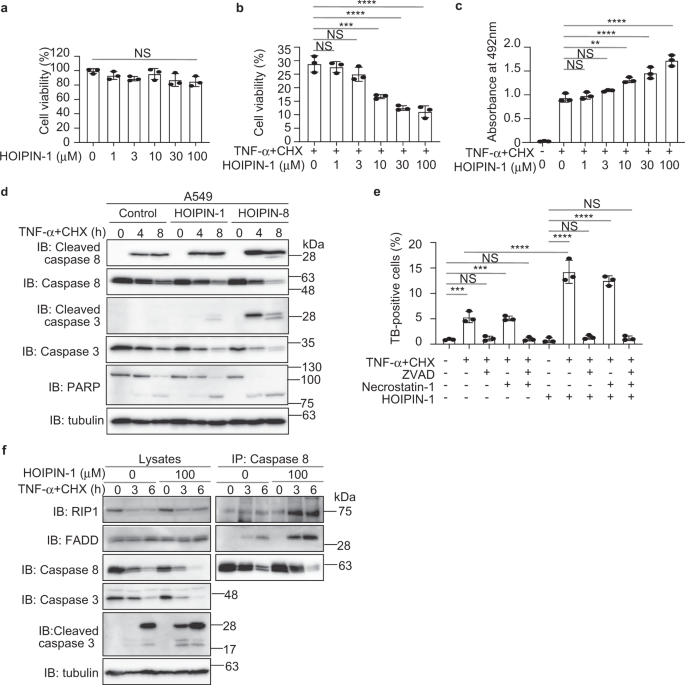 Fig. 5: HOIPINs accelerate TNF-α-induced apoptosis.