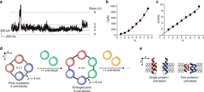 Fig. 3: Pore nucleation and rim expansion defined by discrete unit-blocks of αSyn.