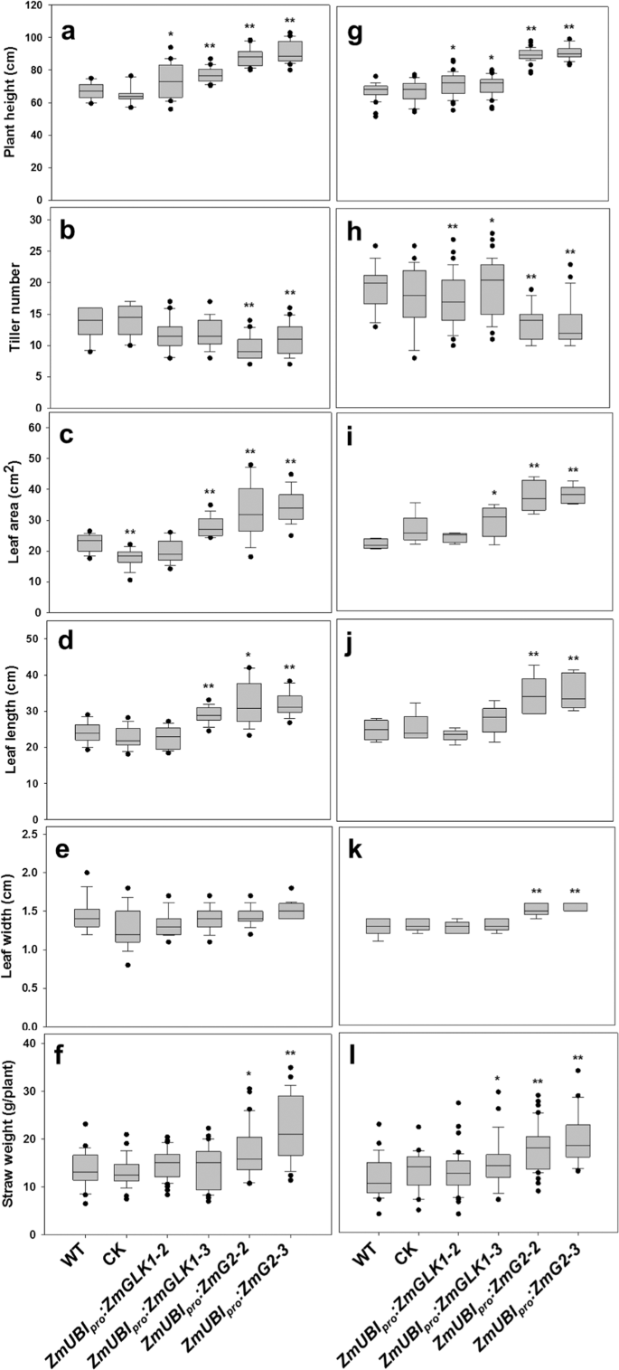 Maize Golden2 Like Genes Enhance Biomass And Grain Yields In Rice By Improving Photosynthesis And Reducing Photoinhibition Communications Biology Maize Golden2 Like Genes Enhance Biomass And Grain Yields In Rice By Improving Photosynthesis And Reducing Photoinhibition Communications Biology