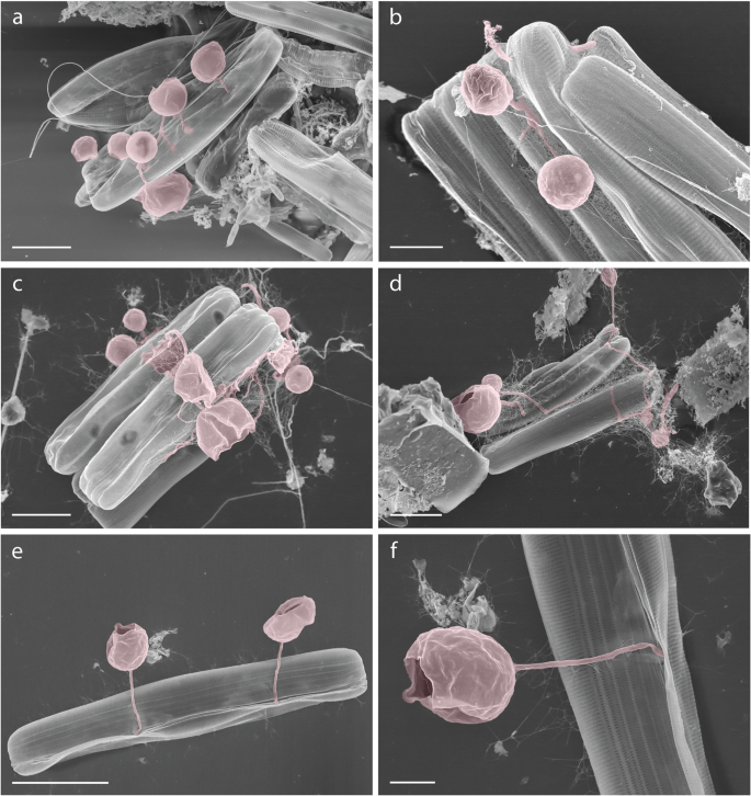 figure7