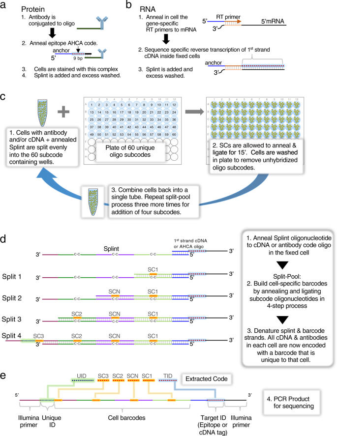 Ultra High Throughput Single Cell Analysis Of Proteins And Rnas By Split Pool Synthesis Communications Biology