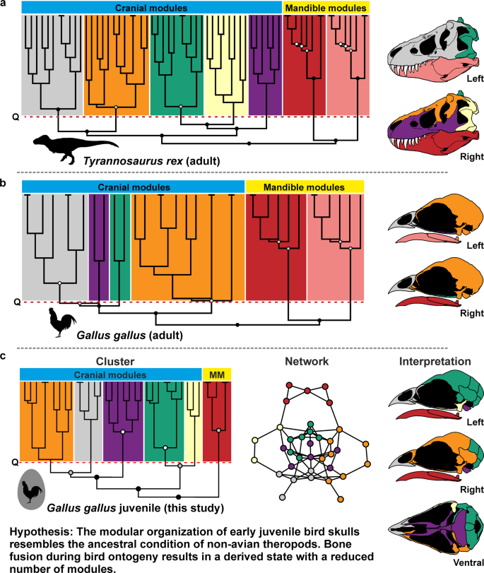 Birds Have Peramorphic Skulls Too Anatomical Network Analyses Reveal Oppositional Heterochronies In Avian Skull Evolution Communications Biology