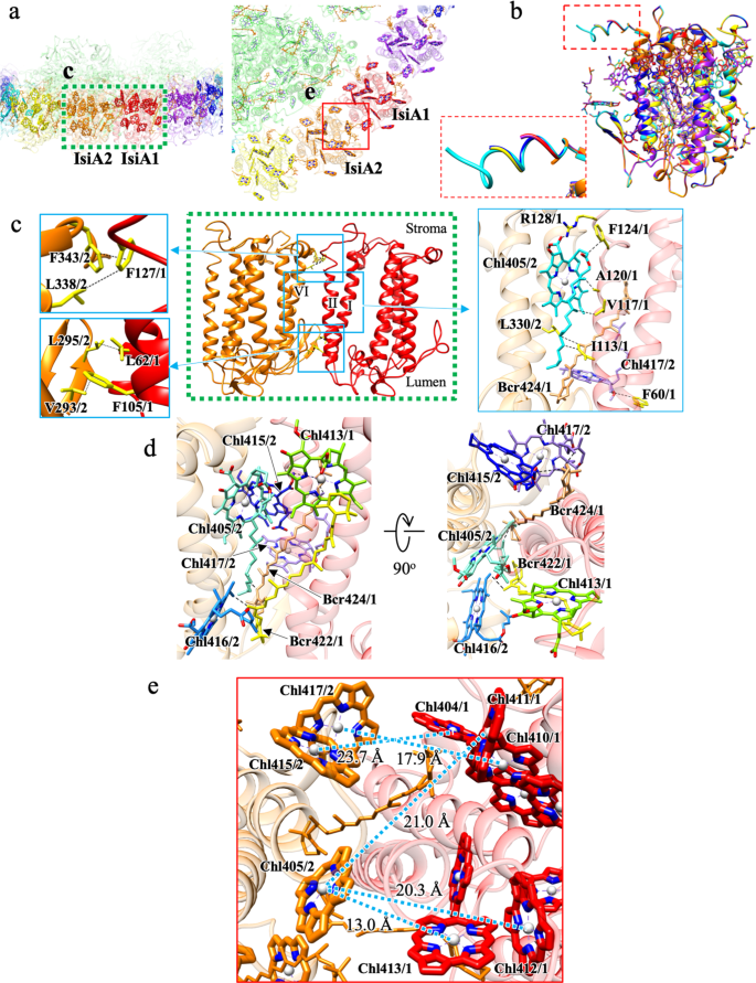 Structure Of A Cyanobacterial Photosystem I Surrounded By Octadecameric Isia Antenna Proteins Communications Biology