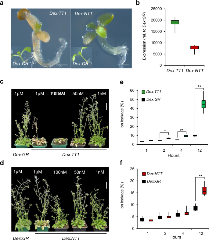 Fig. 2: Overexpression of TT1 and NTT induces growth arrest and leaf senescence.