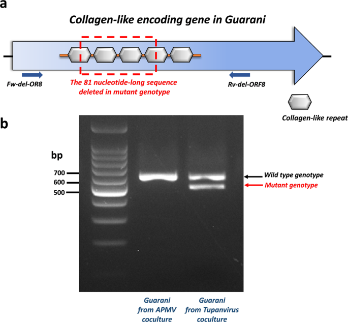 A virophage cross-species infection through mutant selection represses  giant virus propagation, promoting host cell survival | Communications  Biology