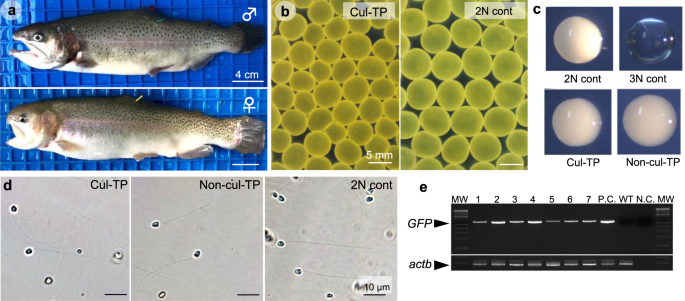 Production of functional eggs and sperm from in vitro-expanded type A  spermatogonia in rainbow trout