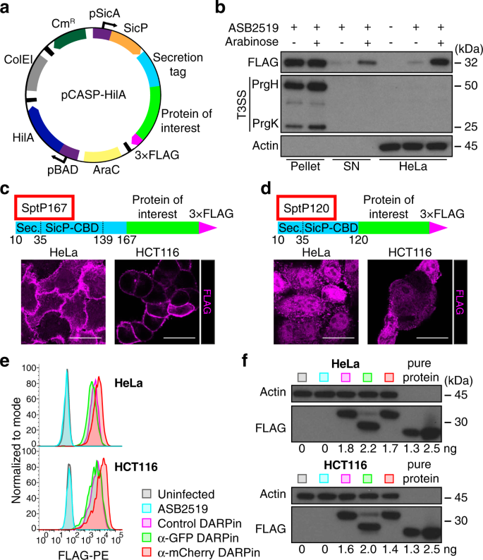 Salmonella Based Platform For Efficient Delivery Of Functional Binding Proteins To The Cytosol Communications Biology