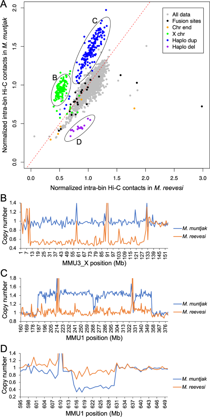 Analysis Of Muntjac Deer Genome And Chromatin Architecture Reveals Rapid Karyotype Evolution Communications Biology