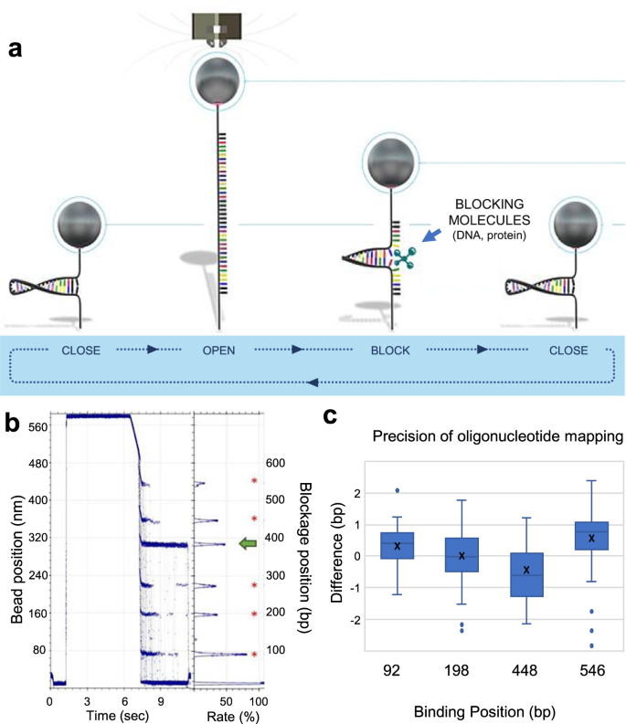 Detection Of Genetic Variation And Base Modifications At Base Pair Resolution On Both Dna And Rna Communications Biology