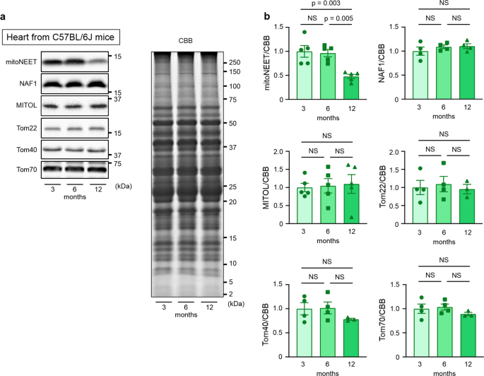 Fig. 1: MitoNEET expression is specifically downregulated in the hearts of aged mice.