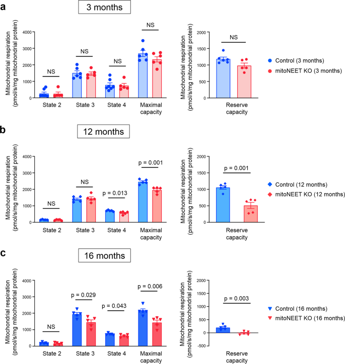 Fig. 3: Cardiac mitochondrial respiratory activities are impaired in mitoNEET KO mice older than 12 months.
