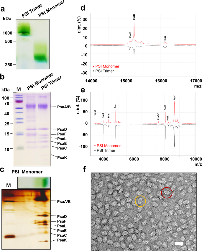 Cryo Em Structure Of A Functional Monomeric Photosystem I From Thermosynechococcus Elongatus Reveals Red Chlorophyll Cluster Communications Biology